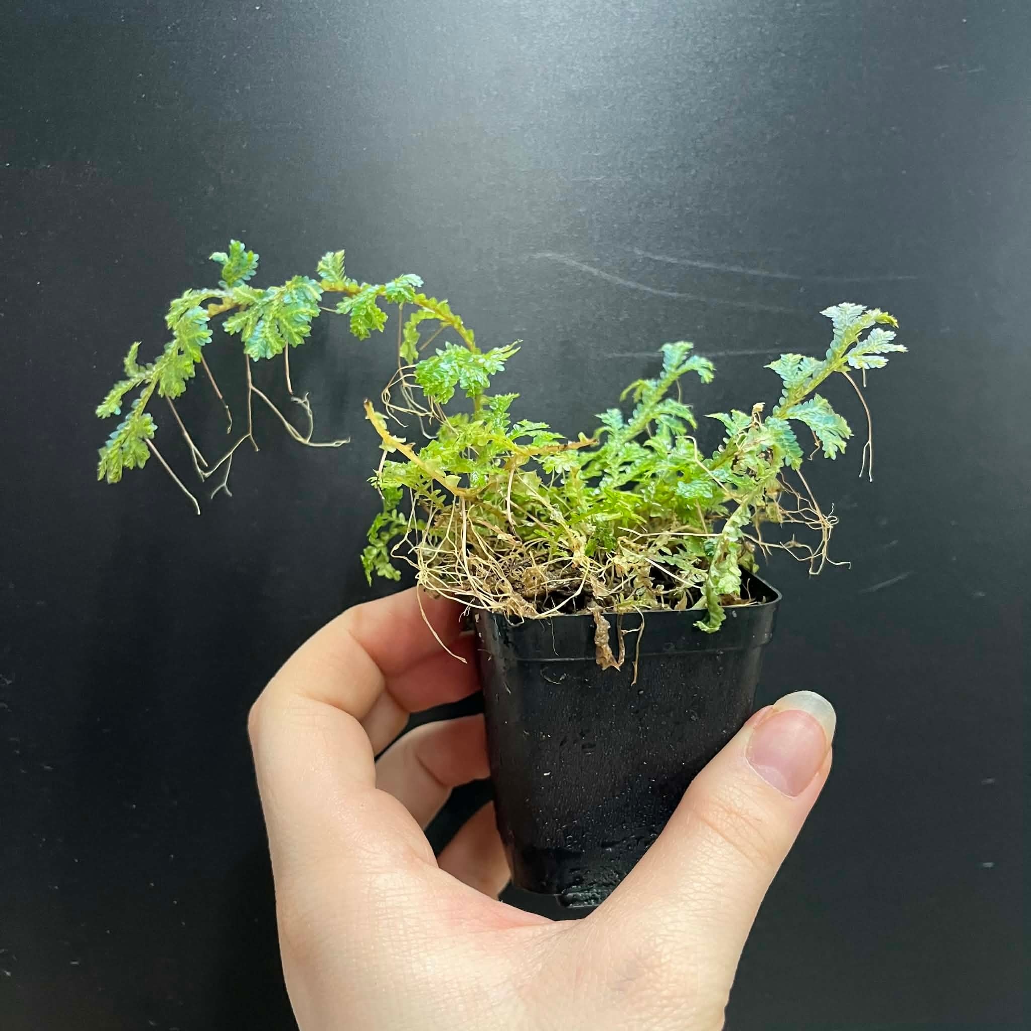 La Swamp Plante Selaginella willdenowii