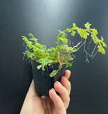 La Swamp Plante Selaginella willdenowii