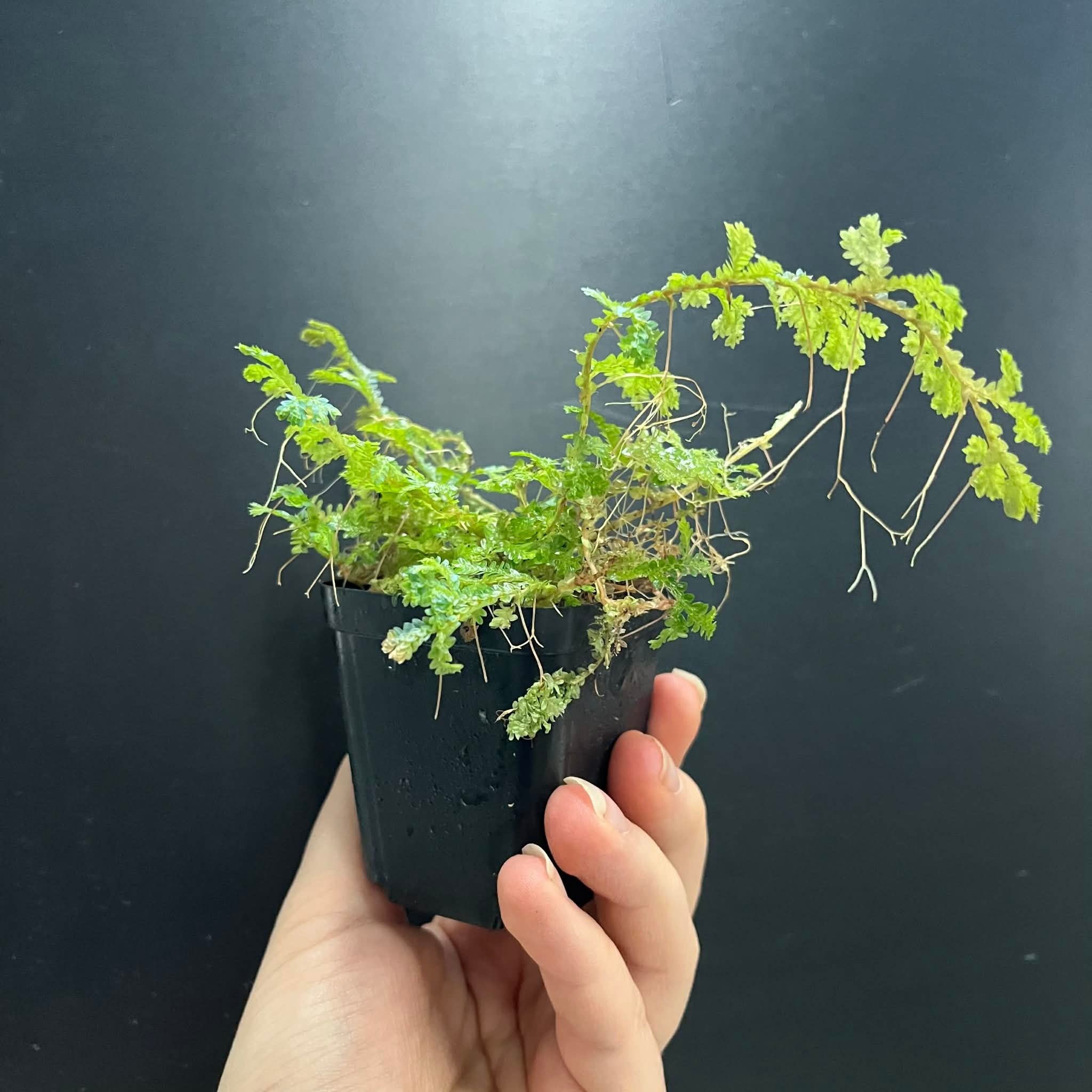 La Swamp Selaginella willdenowii Plant