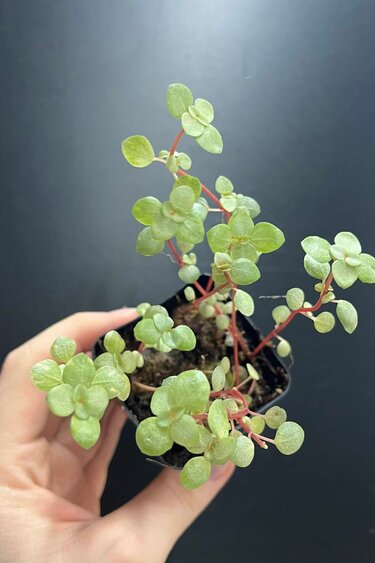 La Swamp Plante Pilea Glauca ‘’Aquamarine"