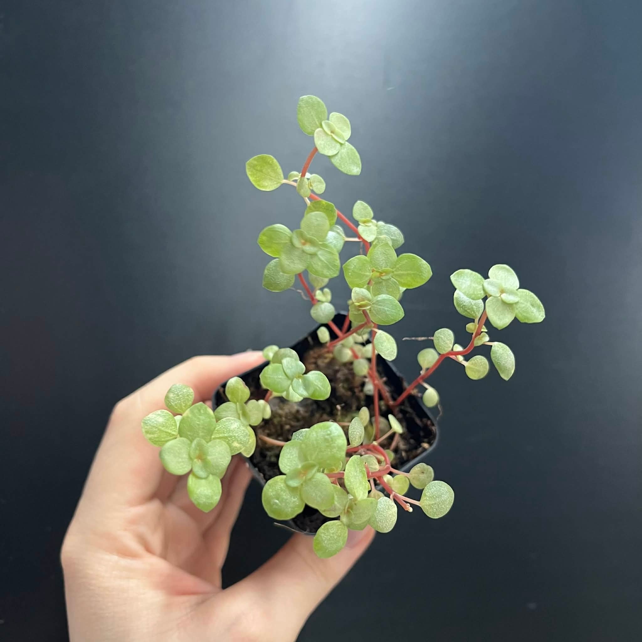 La Swamp Pilea Glauca ‘’Aquamarine" Plant