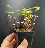 La Swamp Plante Pilea Glauca ‘’Aquamarine"