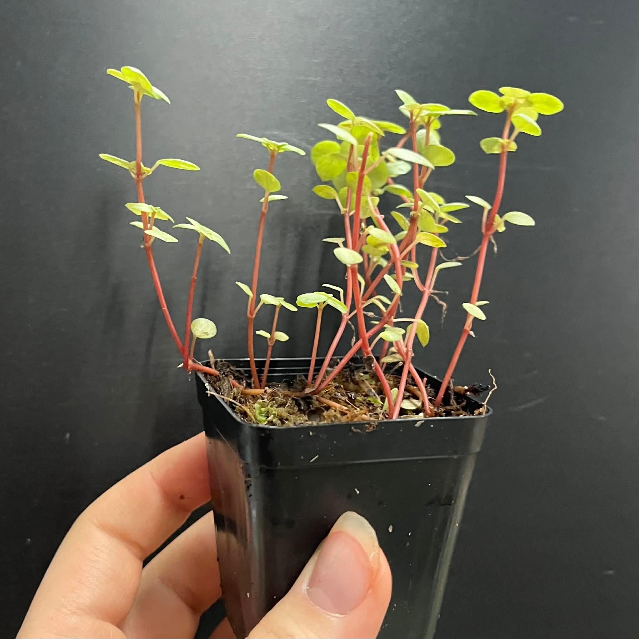 La Swamp Pilea Glauca ‘’Aquamarine" Plant