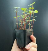 La Swamp Pilea Glauca ‘’Aquamarine" Plant