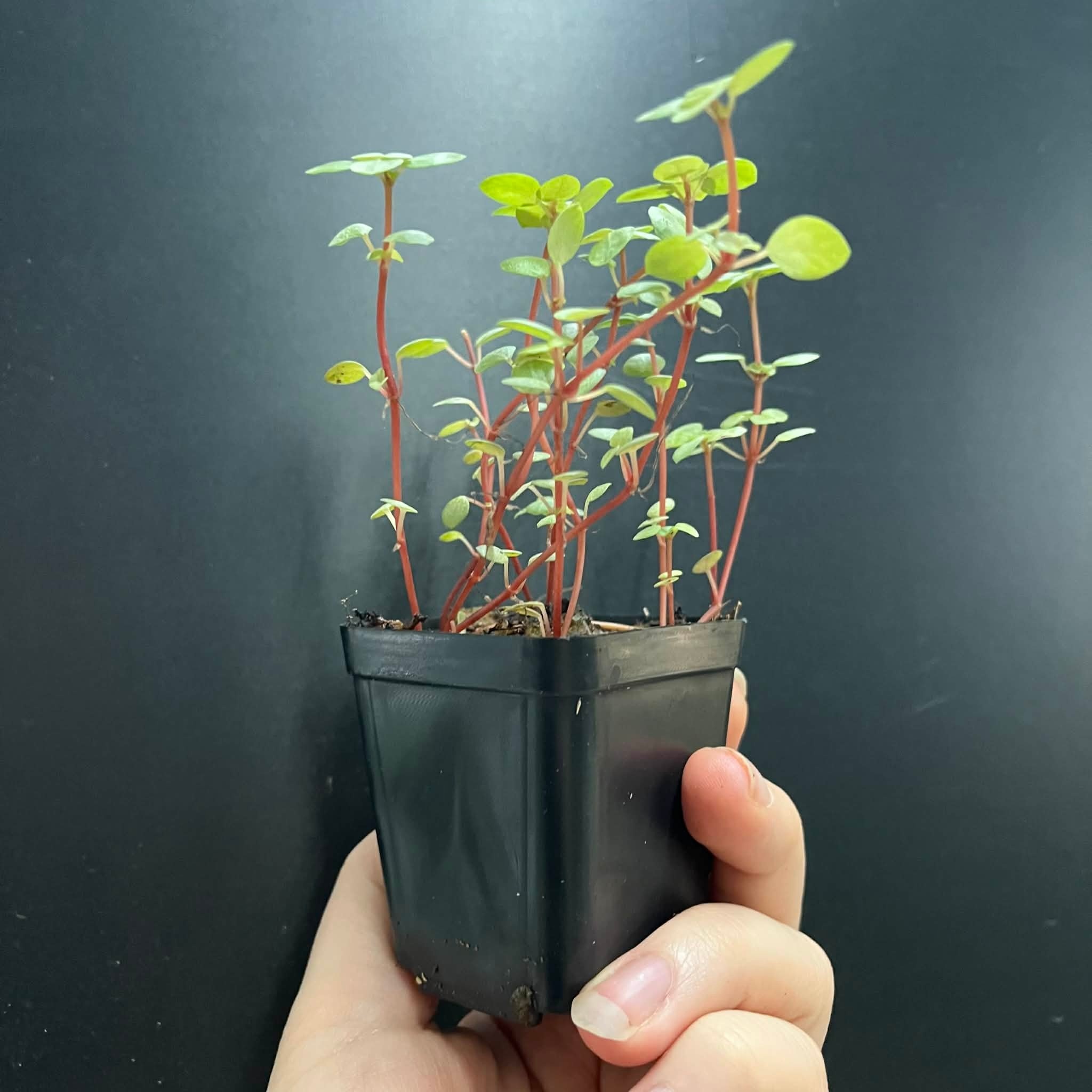 La Swamp Pilea Glauca ‘’Aquamarine" Plant