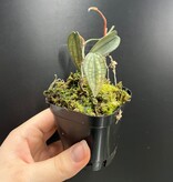 La Swamp Philodendron sp. ,,burke marx fantasy’’ Plant