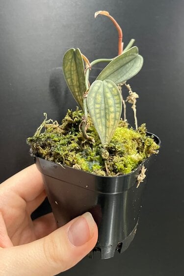 La Swamp Philodendron sp. ,,burke marx fantasy’’ Plant