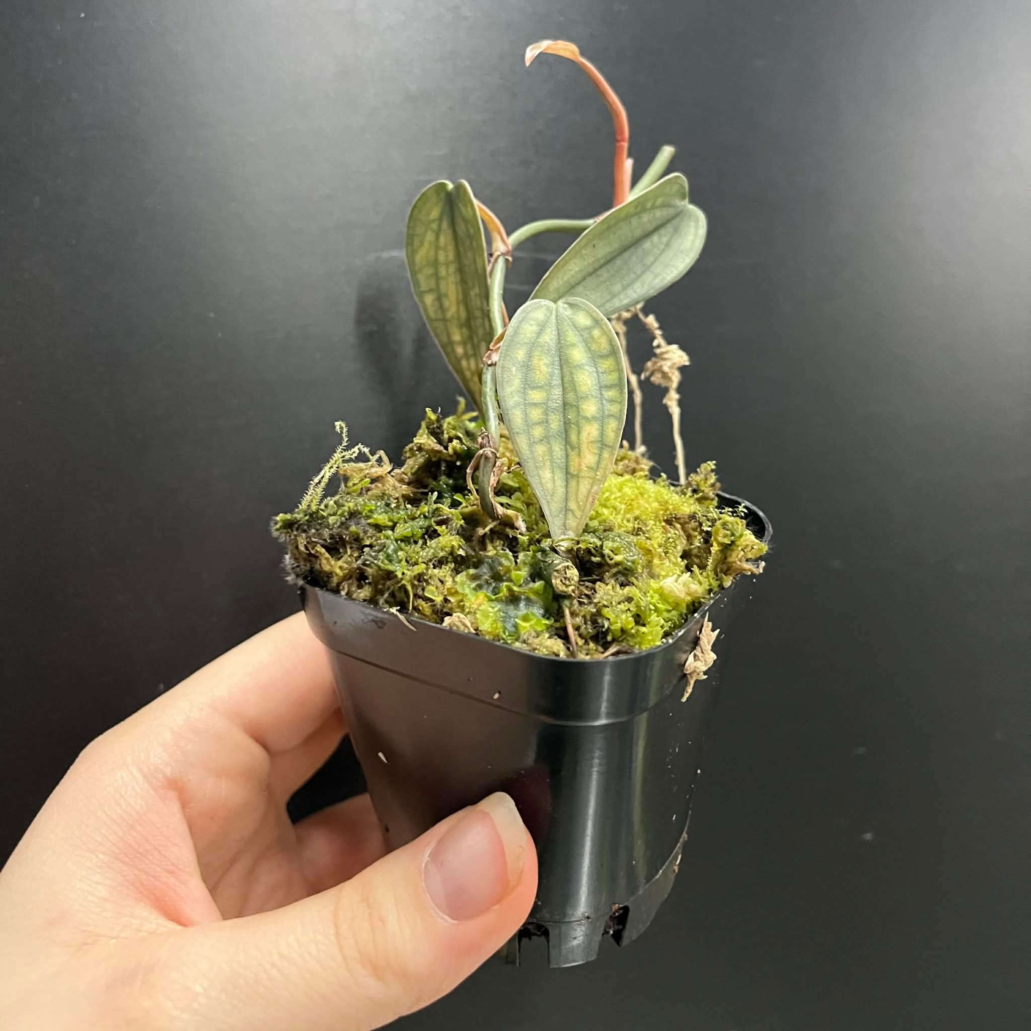 La Swamp Philodendron sp. ,,burke marx fantasy’’ Plant