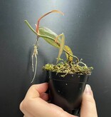 La Swamp Philodendron sp. ,,burke marx fantasy’’ Plant