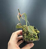 La Swamp Plante Philodendron sp. burke marx fantasy’’