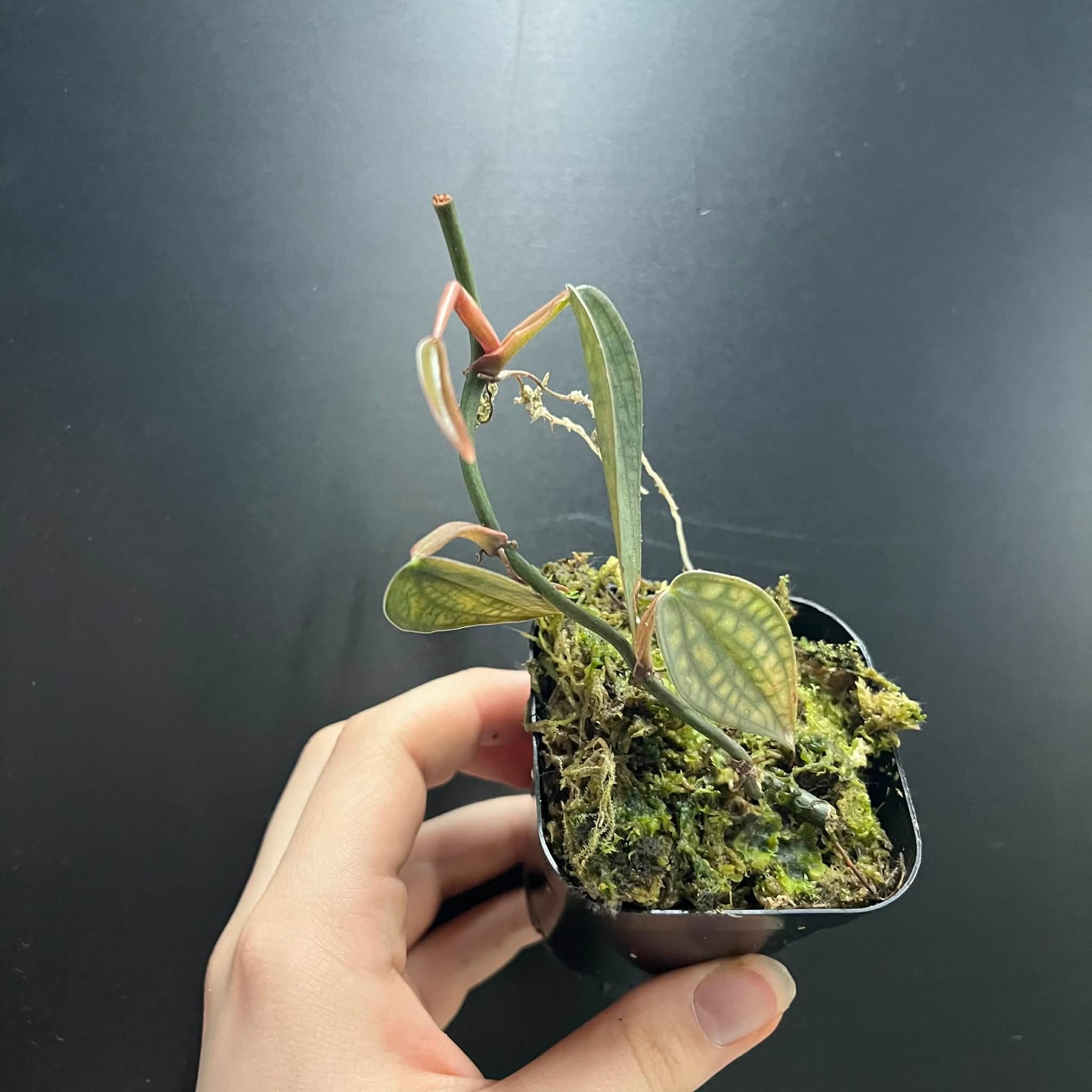 La Swamp Philodendron sp. ,,burke marx fantasy’’ Plant