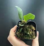 La Swamp Microgramme sp. Plant