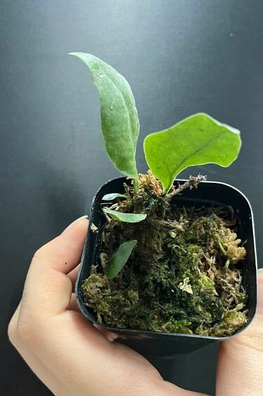 La Swamp Microgramme sp. Plant