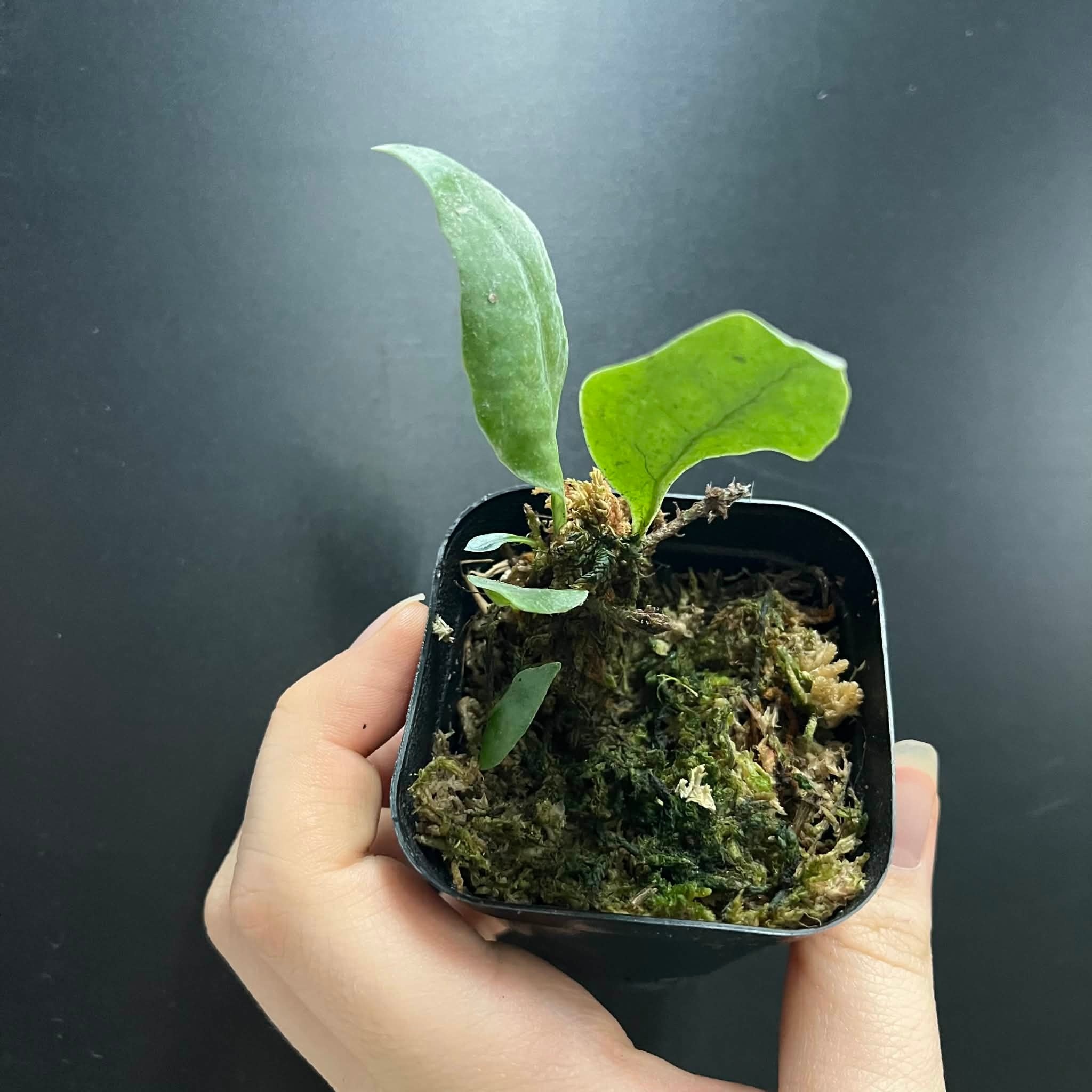 La Swamp Plante Microgramme sp.