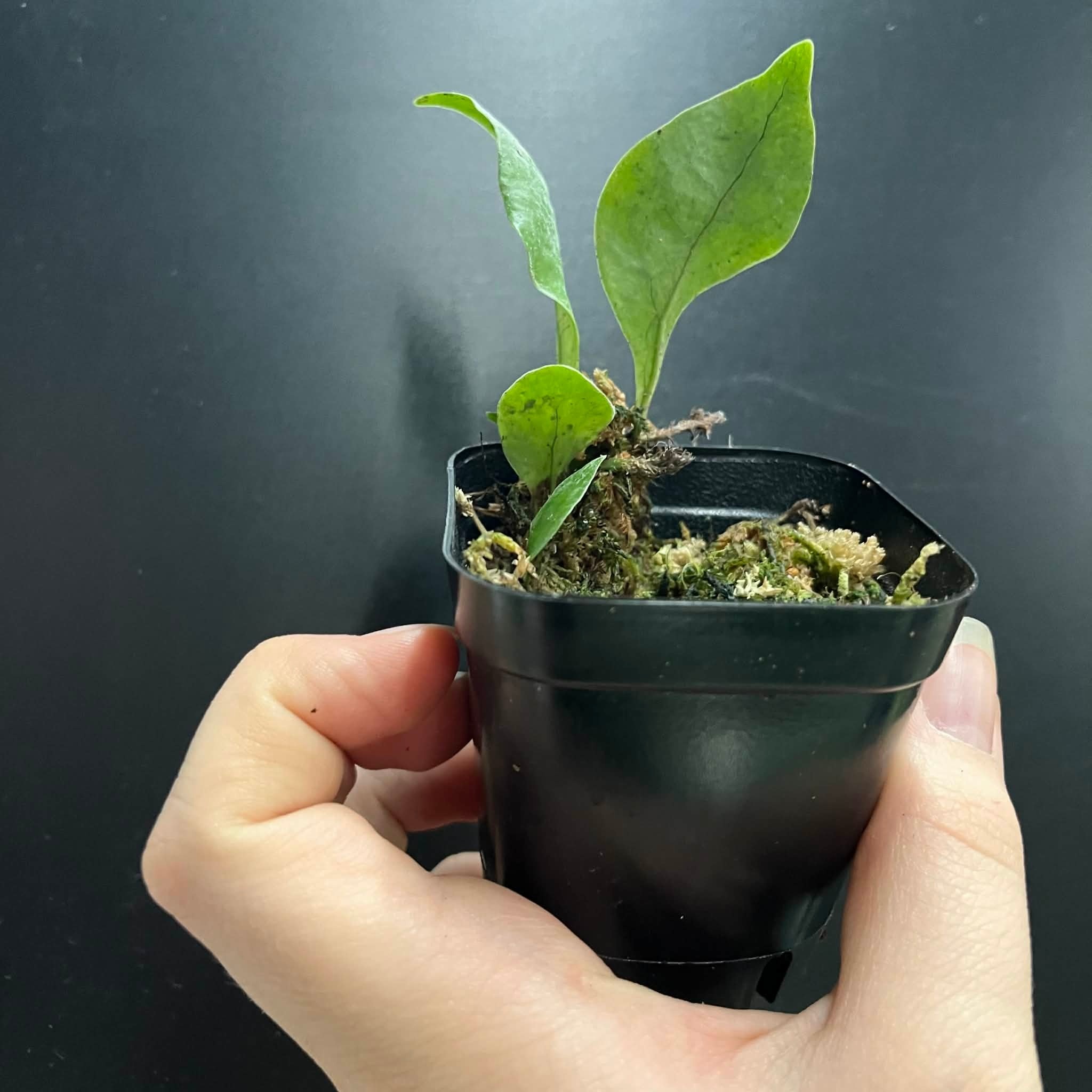 La Swamp Microgramme sp. Plant