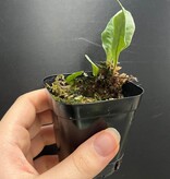 La Swamp Microgramme sp. Plant