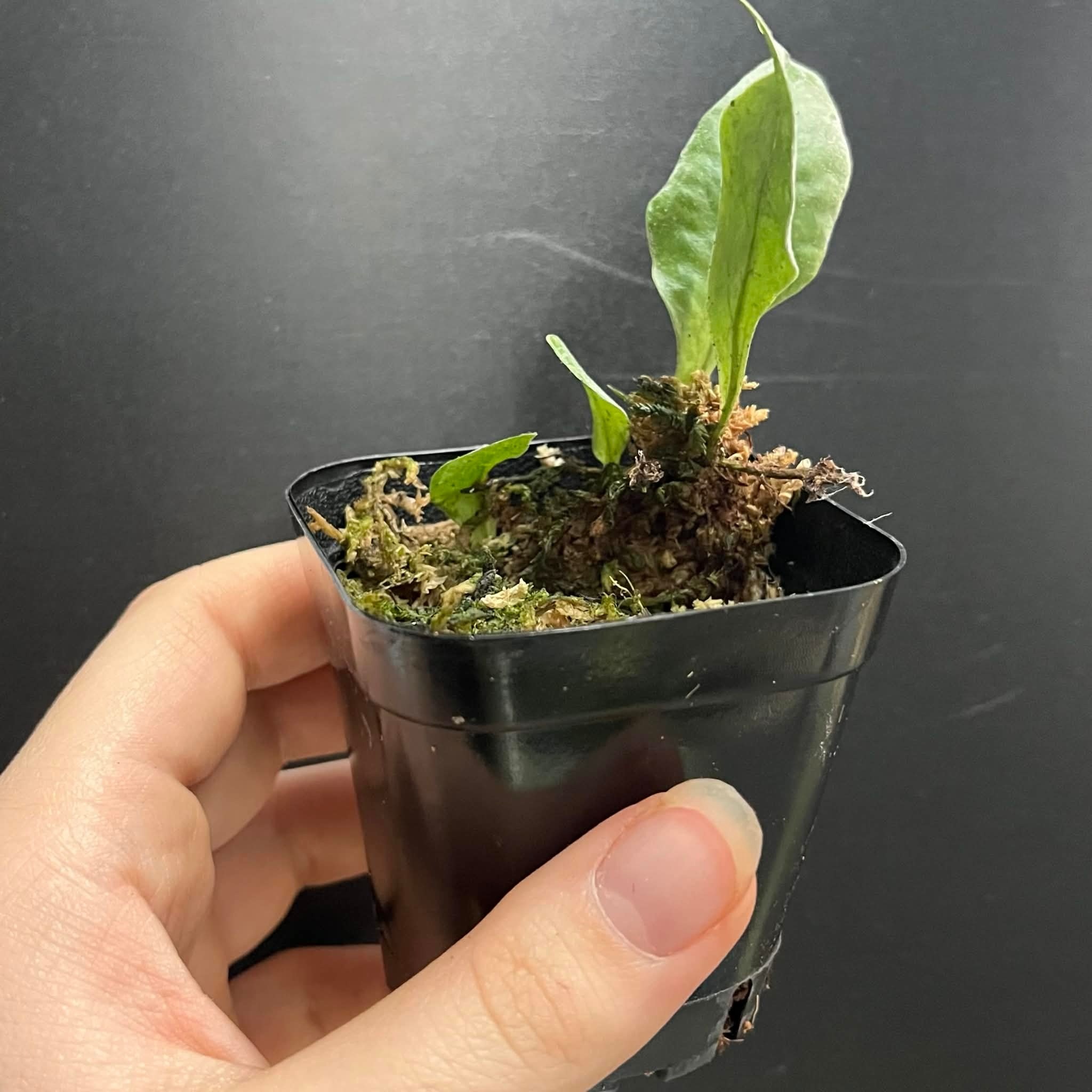 La Swamp Plante Microgramme sp.