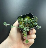 La Swamp Plante Rhaphidophora pachyphylla