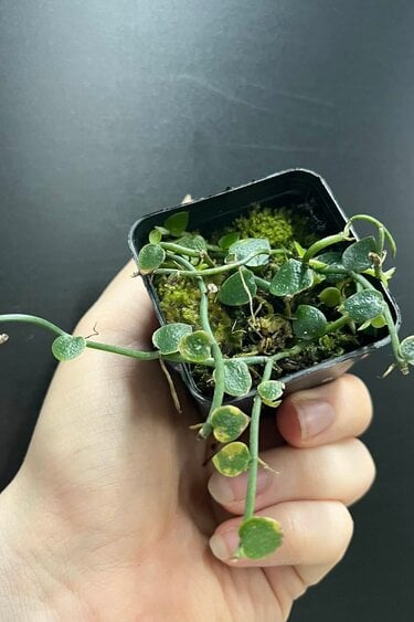 La Swamp Rhaphidophora pachyphylla Plant