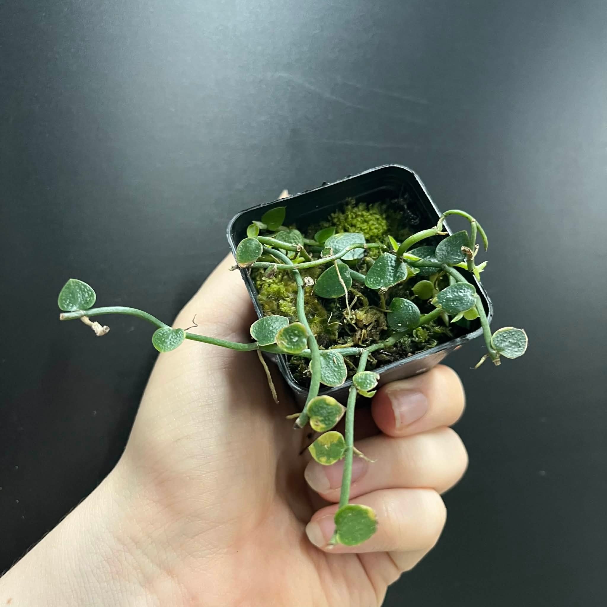 La Swamp Plante Rhaphidophora pachyphylla