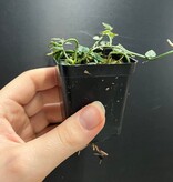 La Swamp Plante Rhaphidophora pachyphylla