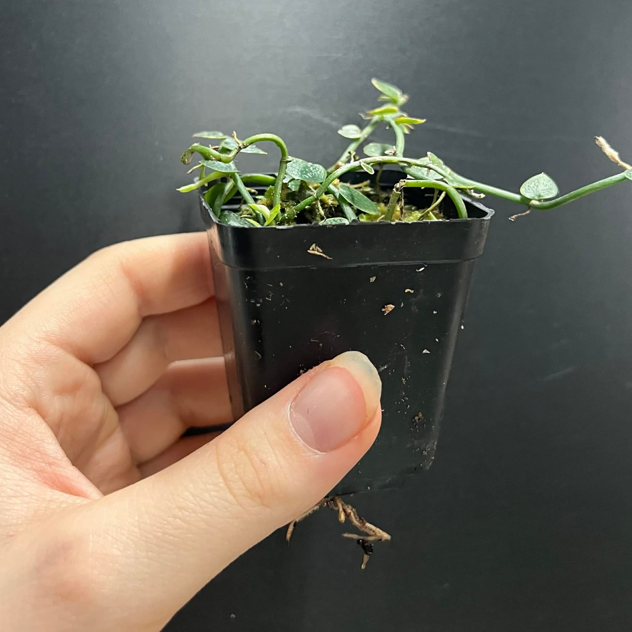 La Swamp Plante Rhaphidophora pachyphylla