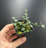 La Swamp Rhaphidophora pachyphylla Plant