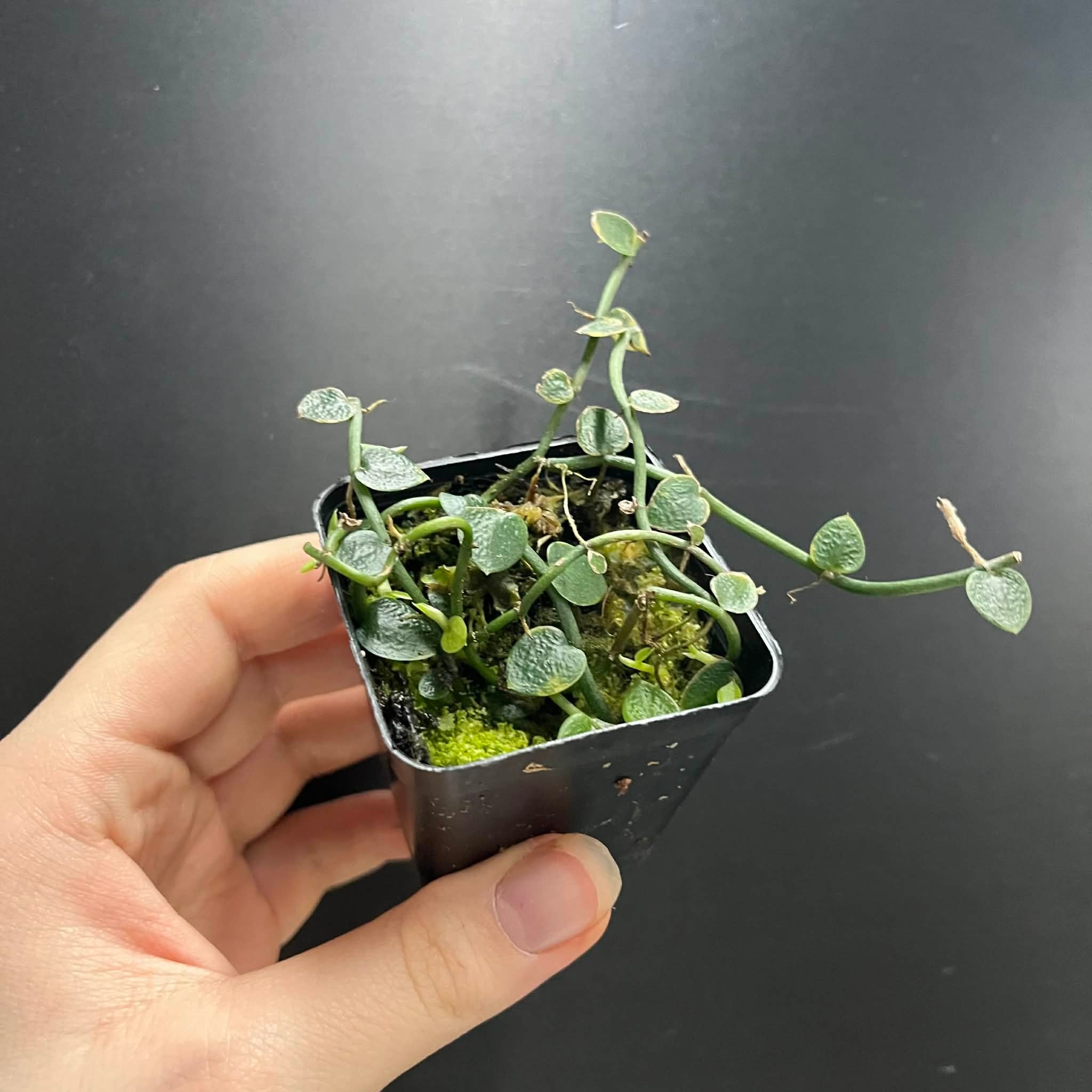 La Swamp Plante Rhaphidophora pachyphylla