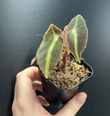 La Swamp Plante Bégonia Listada