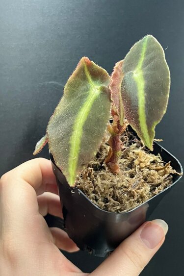 La Swamp Plante Bégonia Listada