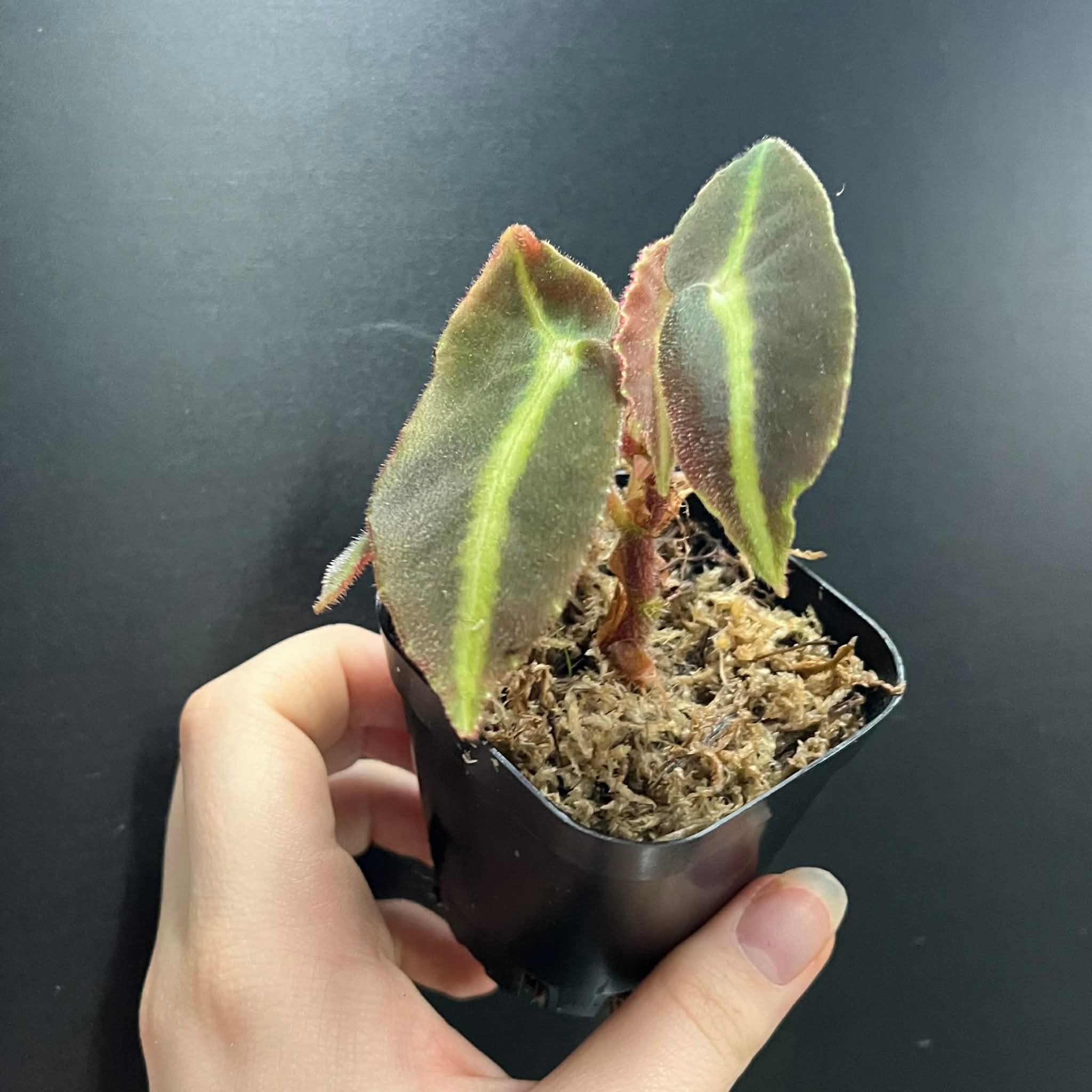 La Swamp Plante Bégonia Listada