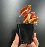 La Swamp Begonia Listada Plant