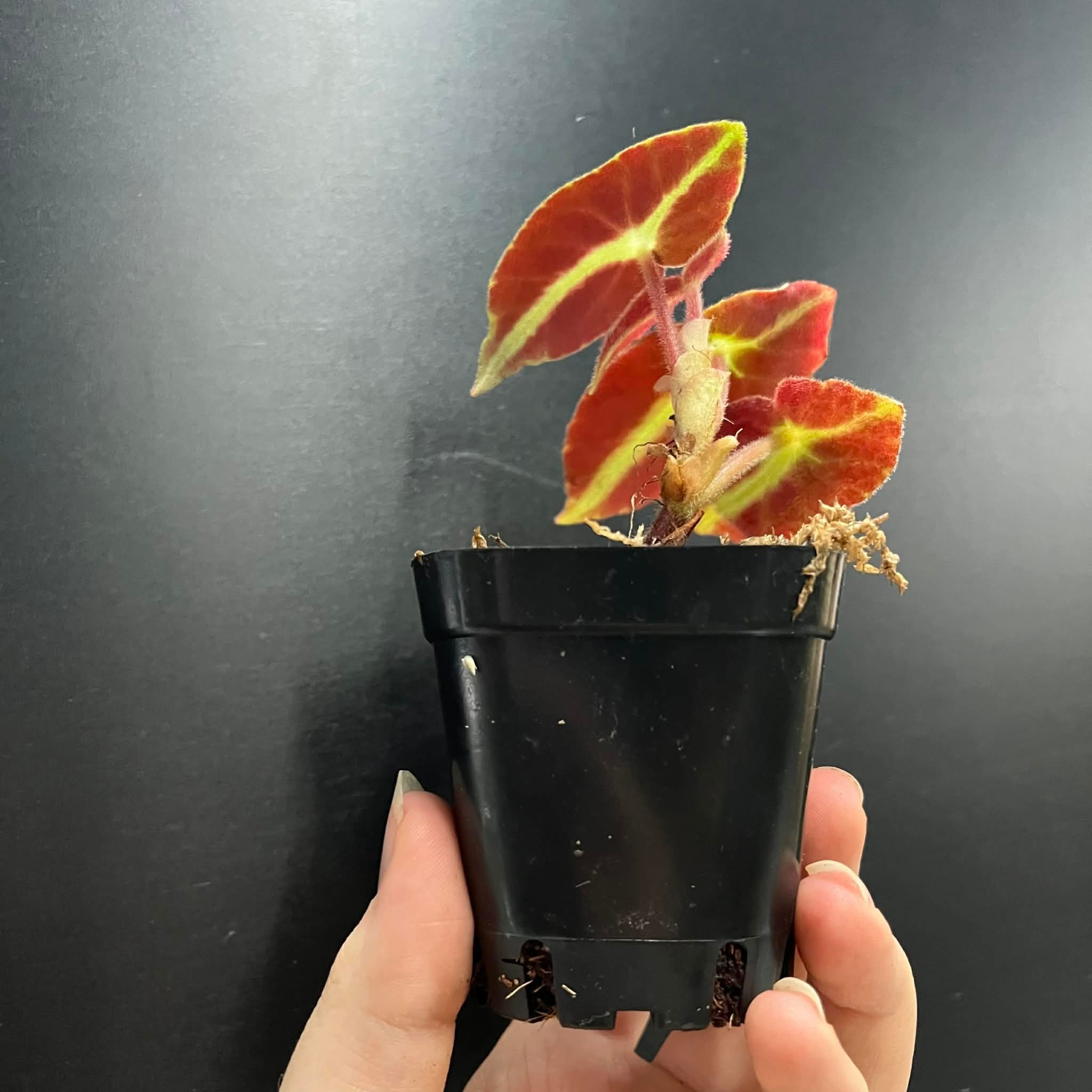 La Swamp Plante Bégonia Listada