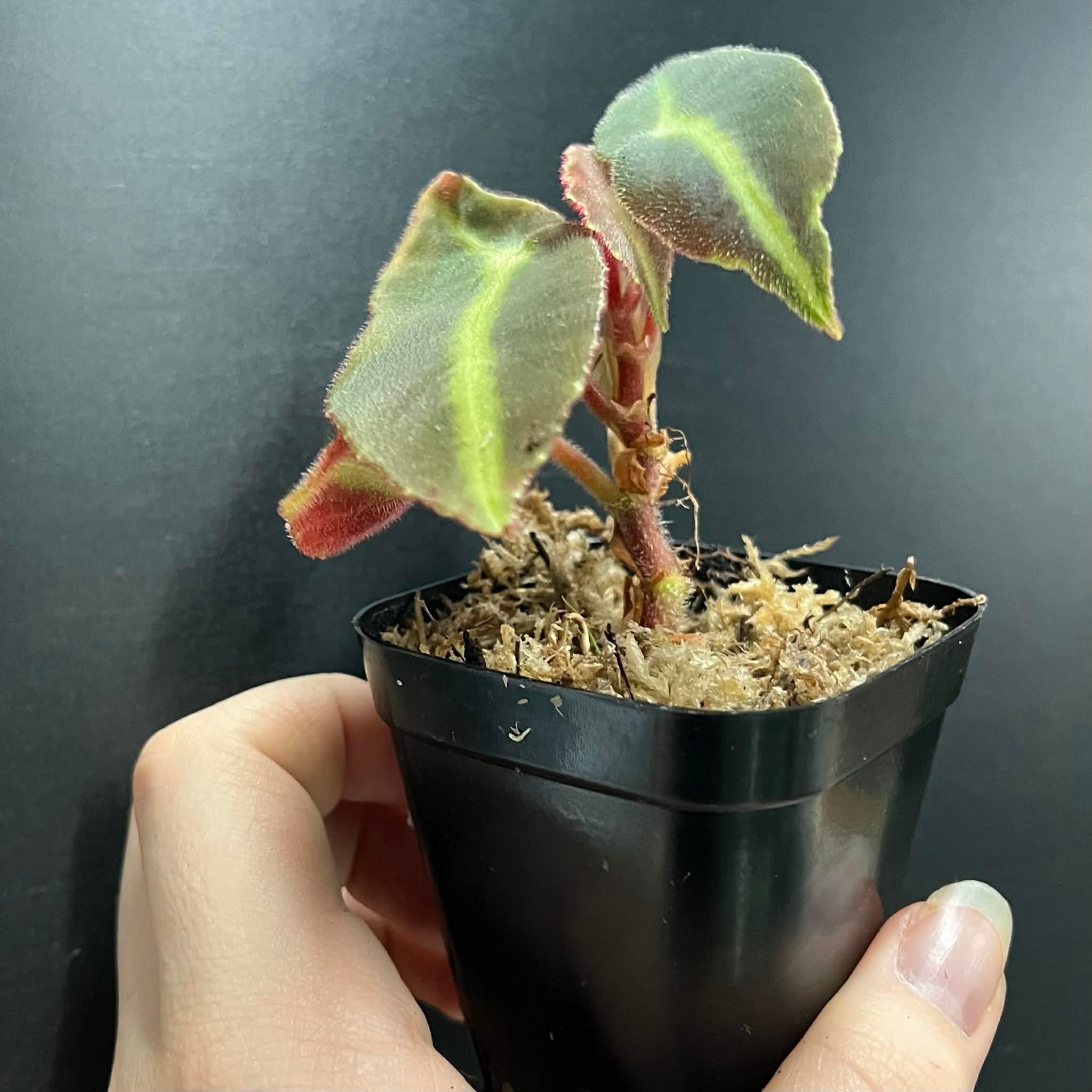 La Swamp Begonia Listada Plant