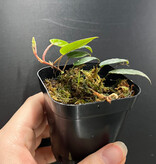 La Swamp Plante Bégonia Elaegnifolia