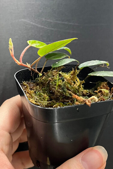 La Swamp Begonia Elaegnifolia Plant