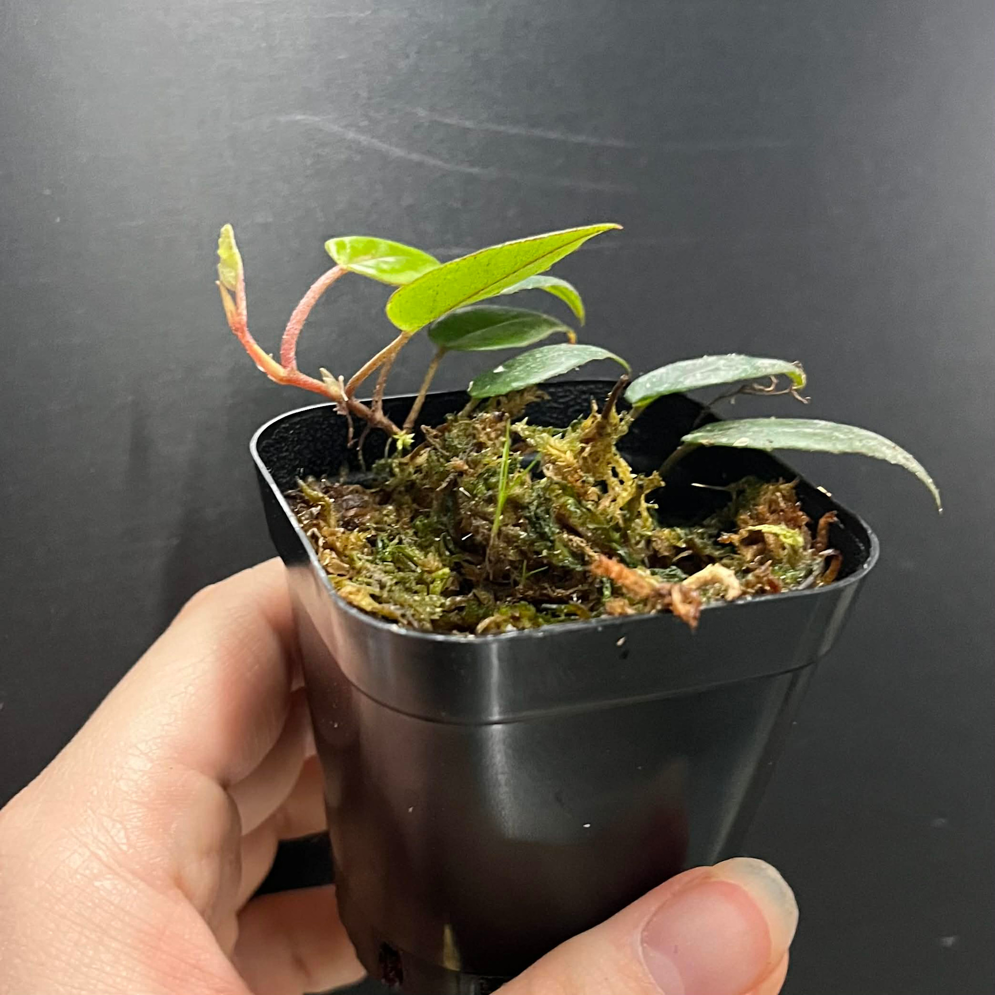 La Swamp Plante Bégonia Elaegnifolia