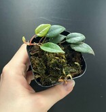 La Swamp Begonia Elaegnifolia Plant