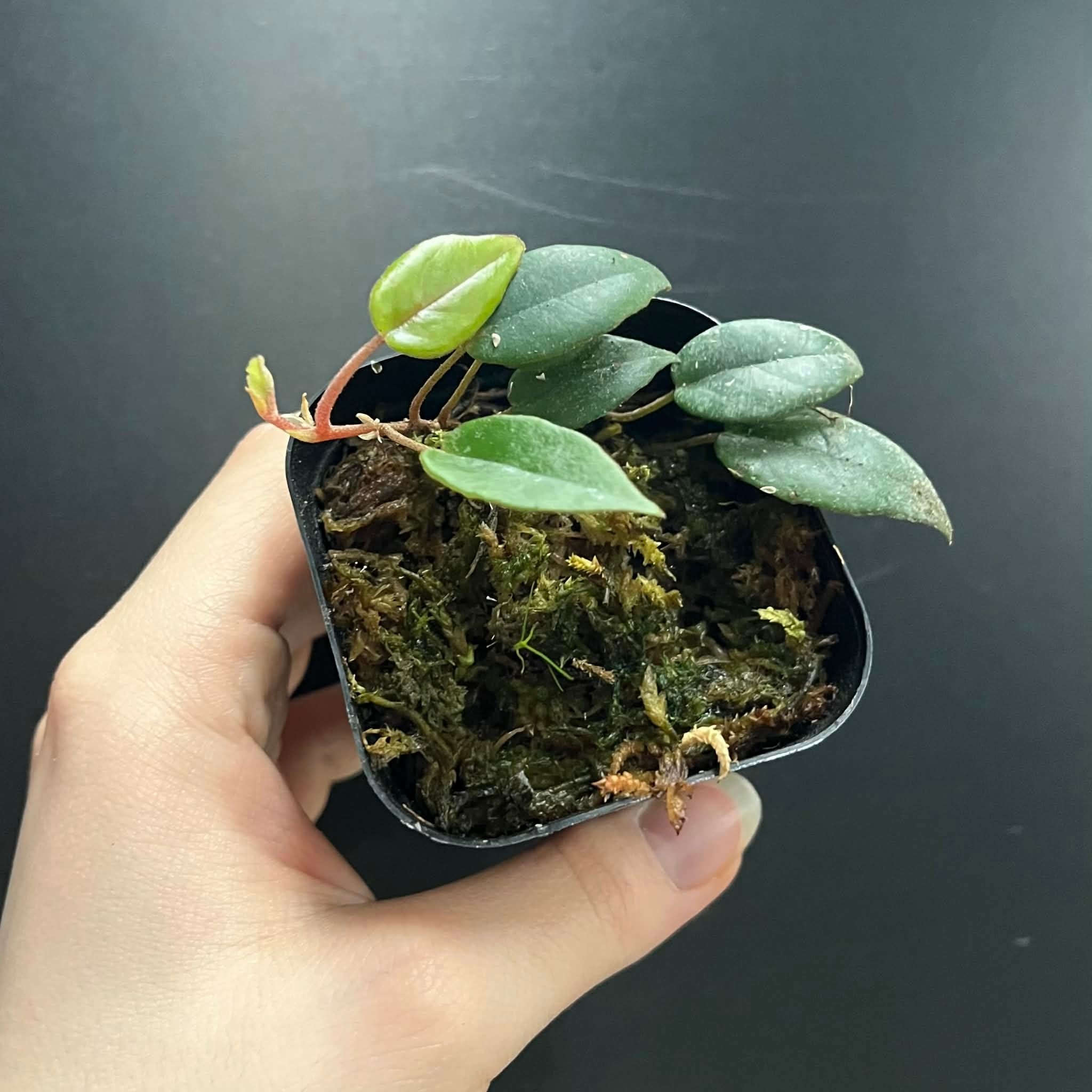 La Swamp Begonia Elaegnifolia Plant