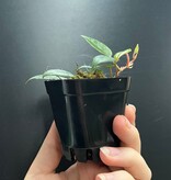 La Swamp Plante Bégonia Elaegnifolia