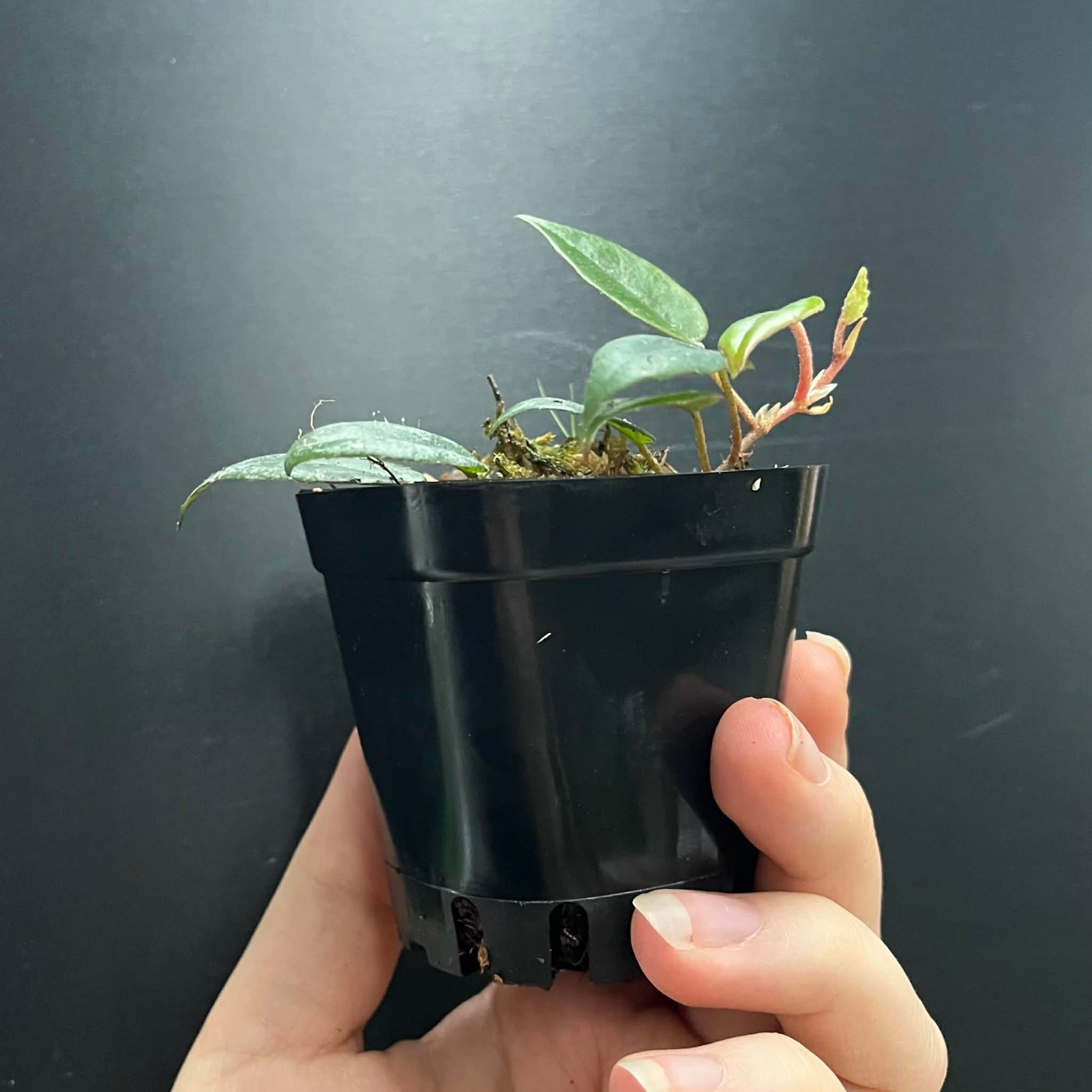 La Swamp Plante Bégonia Elaegnifolia