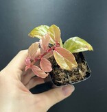 La Swamp Begonia Glabra Plant