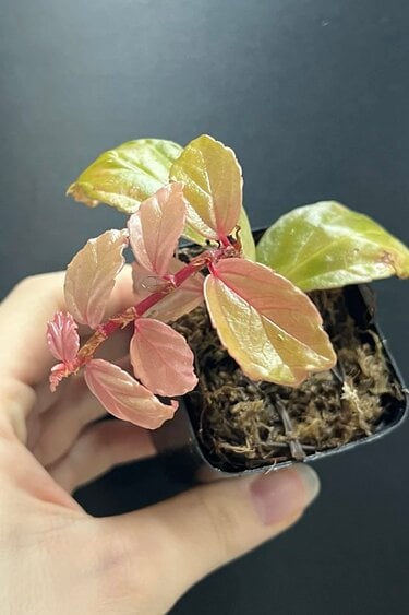 La Swamp Begonia Glabra Plant