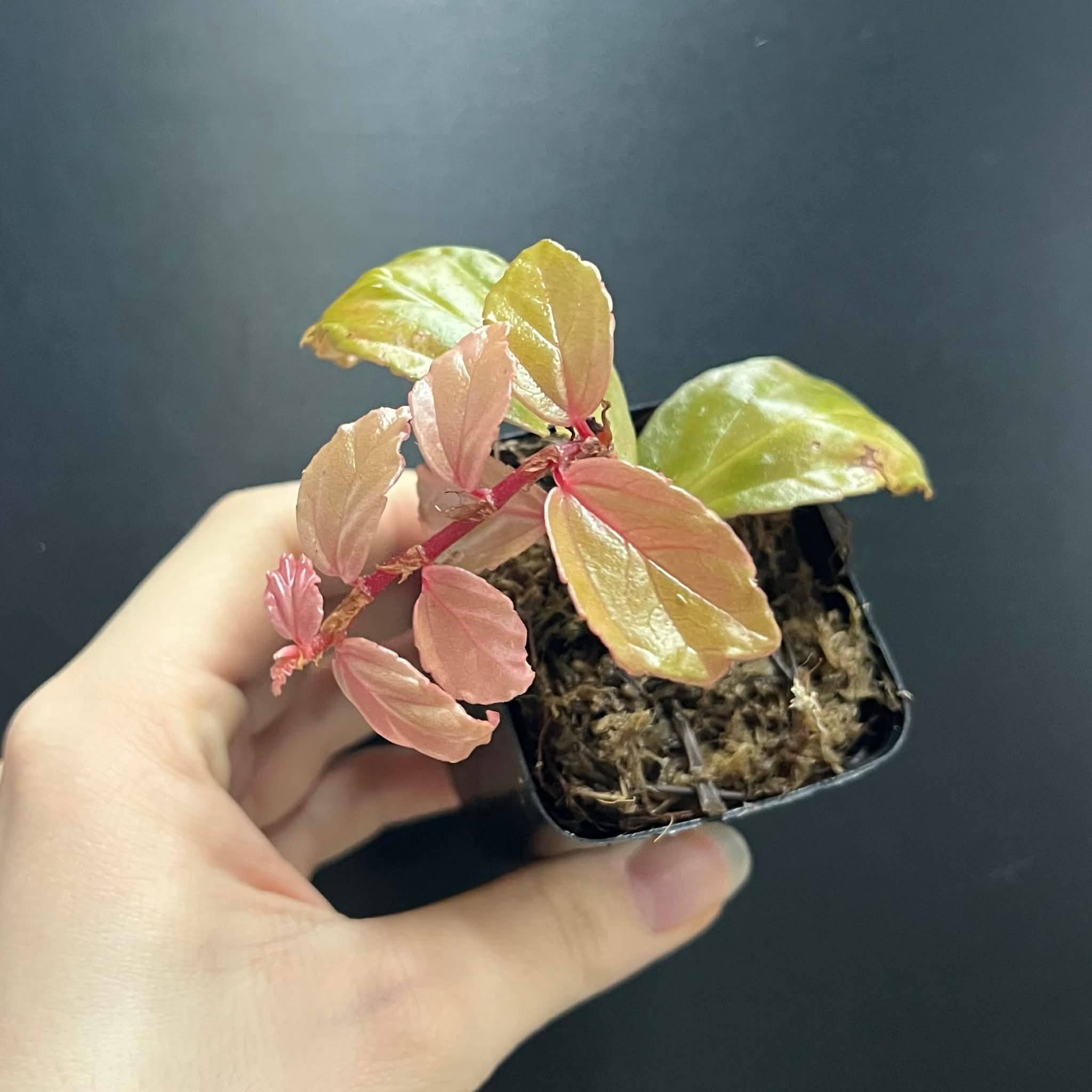 La Swamp Begonia Glabra Plant