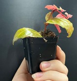 La Swamp Begonia Glabra Plant