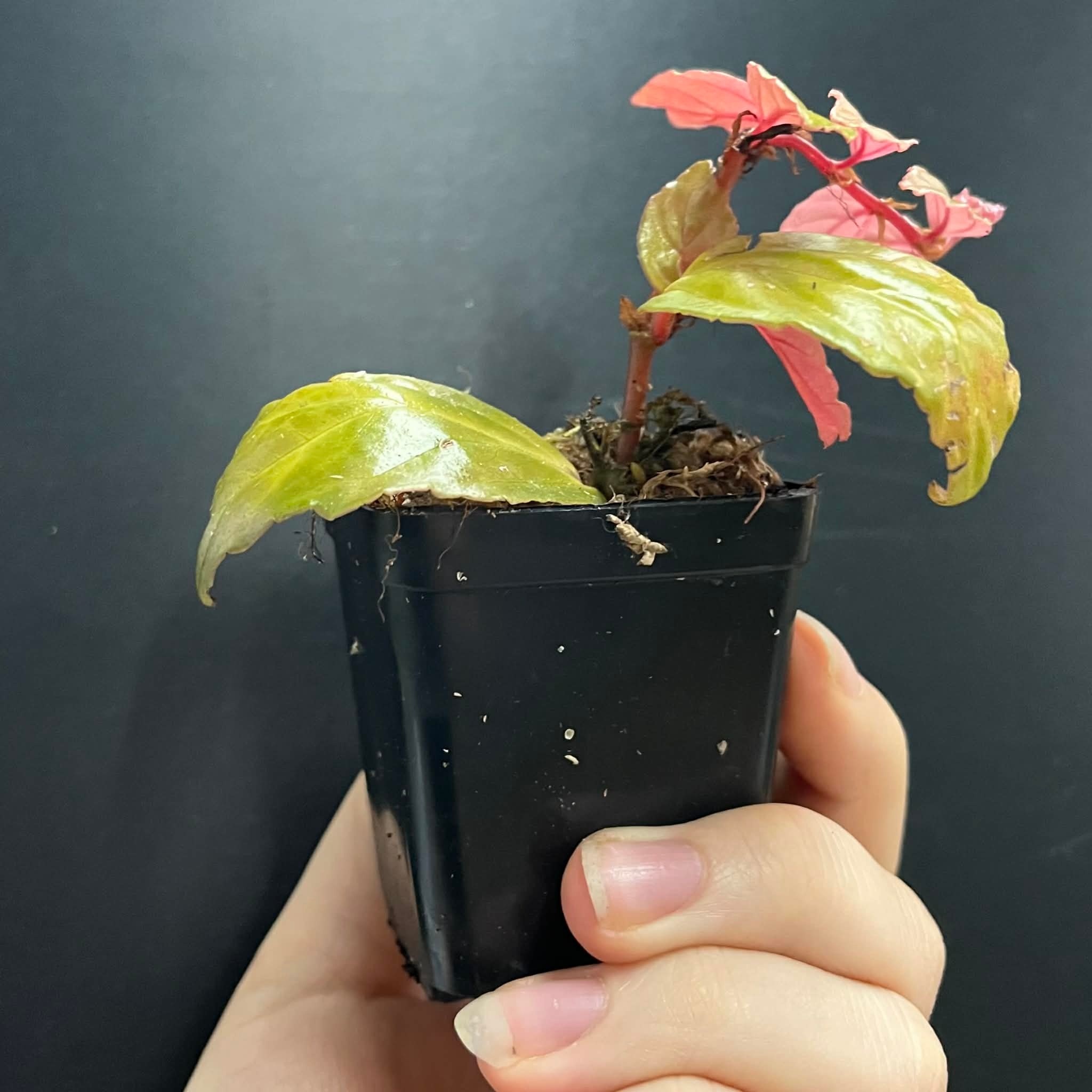 La Swamp Plante Bégonia Glabra