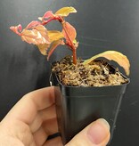 La Swamp Begonia Glabra Plant