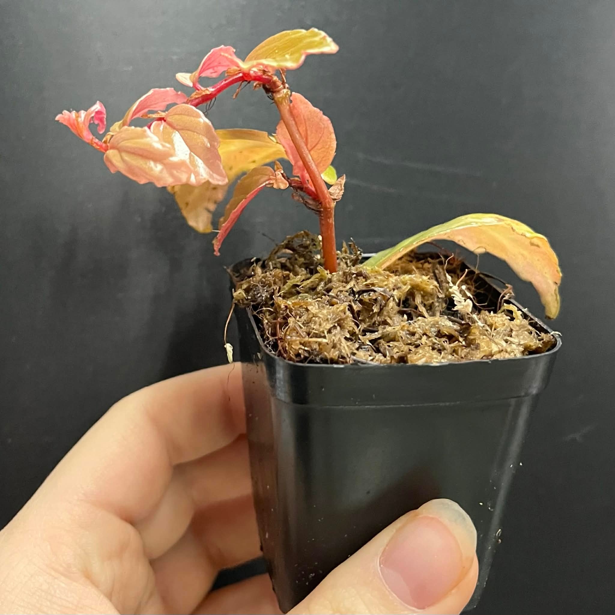 La Swamp Plante Bégonia Glabra