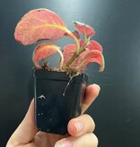 La Swamp Episcia cupreata Plant