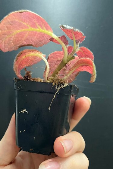La Swamp Episcia cupreata Plant
